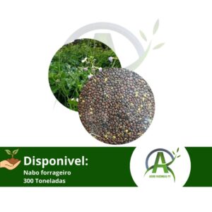 🌱DISPONÍVEL:NABO FORRAGEIRO