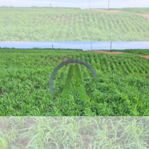 🔰EXELENTE AREA A VENDA 🌱ÁREA TOTAL 12 ALQUEIRE.