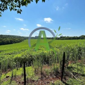 🔰EXELENTE ÁREA  A VENDA  🌱ÁREA DE PLANTIO 6.5 ALQUEIRE