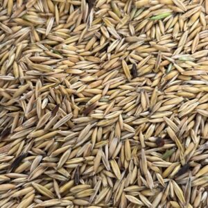 AVEIA BRANCA TAURA 220 TONELADAS